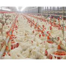 Automatic Feeding Equipment for Chicken/Duck